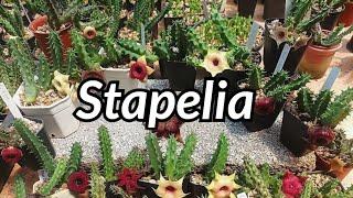 #shemasundar #stapelia #stapeliacollectionintamil # starfishplant  #donutplant #orbeaplant #huernia