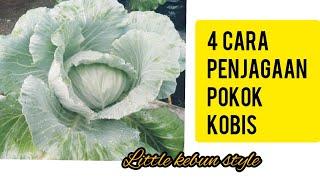 Tips penjagaan pokok kobis - Little Kebun