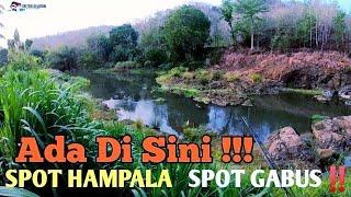 Spot Mancing Hampala Dan Gabus #castingikangabus #mancinggabus #spotmancingjogja