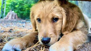 Solo Camping With My Golden Retriever PUPPY On a MOUNTAIN LAKE | Backpack | Camp | Fish