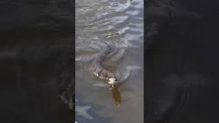 Water Moccasin tried to swim in the boat! #watermoccasin #snake #snakeswimming #snakevideo #scary