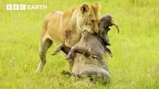 Greatest Fights in the Animal Kingdom: Part 6 | BBC Earth