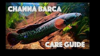 Channa Barca - Care Guide - The King of Channa!