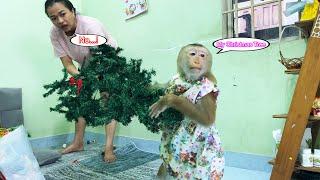 Mom... stop! Monkey Lyly stopped her because her mother destroyed her Christmas tree