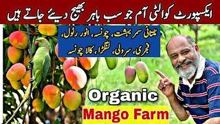 Famous mangoes of multan Pakistan/ organic farm of mangoes/ iftikhar Ahmed usmani