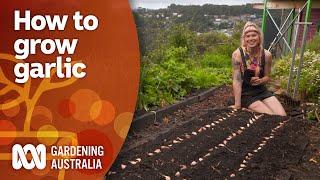 How to grow garlic and intercrop to make the most of space | Gardening 101 | Gardening Australia