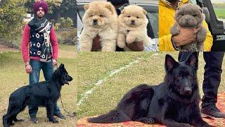 Patiala Dog Show Punjab 2025 German shepherd Speciality Cheapest puppy market in Punjab India‼️