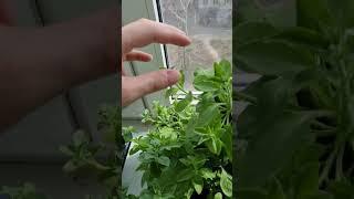 как и когда стричь прищипывать петунию