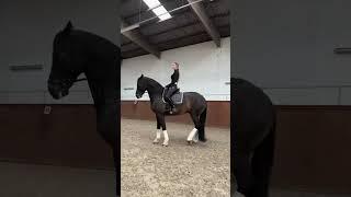 Annchen Augustine: Equestrian Life with Giant Hanoverians #shorts #horse #hanoverian