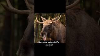 Bonus Moose Facts #moose #animalfacts #facts #animals #nature