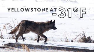 Photographing Yellowstone Wildlife at -31ºF