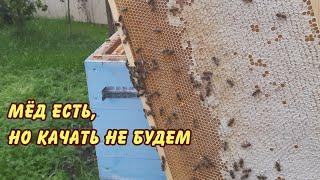 пчеловодство первый мёд не первый мёд качать не будем главный взяток