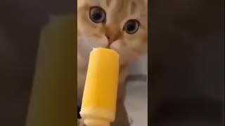 Cat Eating Ice Cream Vine Boom Meme #shorts #animals #cat #food #icecream #youtubeshorts #memes #lol