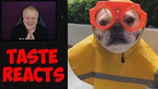 TASTE REACTS #23 - REACTING TO AMAZING AND HILARIOUS DOG AND CAT CLIPS