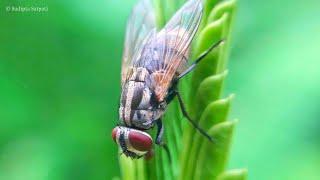 Mobile Macro Photography By J7 Nxt | Universal Macro Clip lens 10x