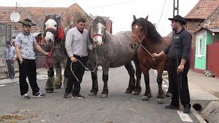 Caii lui Petrea de la Brateiu, Sibiu - 2025 Nou!!!