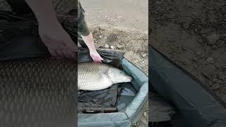 world record Barbel. 40lb /18.42 kg.