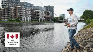 Urban fishing catching on at Montreal's Lachine Canal