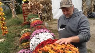 Mums tips and info from farmer Todd