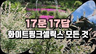 삼색버드나무의 모든 것 | 17문 17답 | 화이트핑크셀릭스 | 강원도 정원