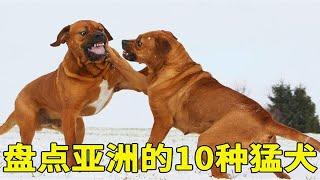 起源于亚洲的10种猛犬，各个身强体壮，你以为藏獒就没有对手吗？