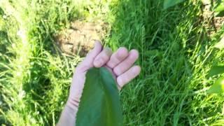 Regina cherry orchard under AEA biological farming program