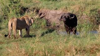 Young male lions vs a resilient buffalo bull