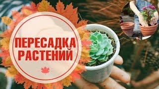 Домашнее цветоводство с hitsadTV  Пересадка и перевалка  Когда можно подкармливать?