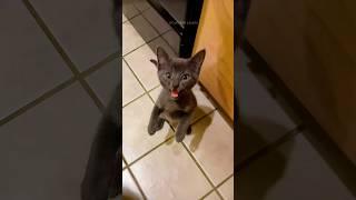 Funny cats  episode 143 #shorts