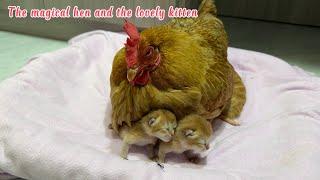 The mother cat was surprised!The hen takes care of the kitten and cuddles her to sleep!So funny cute