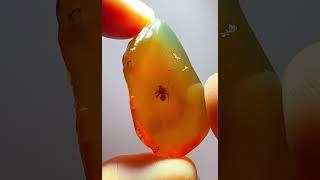 缅甸琥珀珠宝级虫珀#琥珀 #琥珀蜜蜡 #虫珀 #amber #收藏 #热门