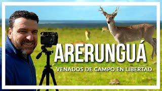  ARERUNGUÁ, tierra de VENADOS de CAMPO en libertad. programa Contacto