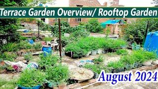 My Terrace garden overview vegetable garden tour