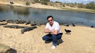 Caressing and feeding alligators in Pantanal, Brazil