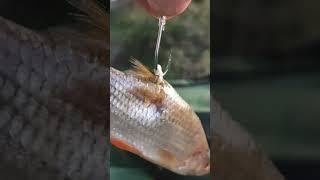 Best way to hook live/deadbaits using circle hooks #shorts