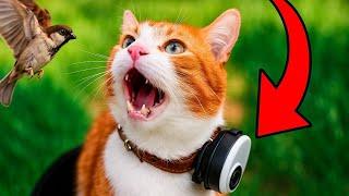 Cat Chirps At Bird! Ekekek | Cat Vlog part #03