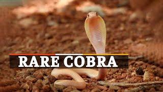 Watch | Rare Albino Cobra Rescue