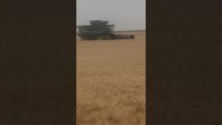 North Dakota wheat harvest