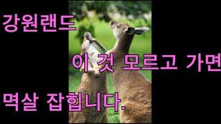 엉망진창 강원랜드 방문기. 처음가는 초보자는 입장 하기도 게임 하기도 힘들어요 ㅠㅠ 강원랜드 카지노 입장할 때 게임할 때 주의 사항
