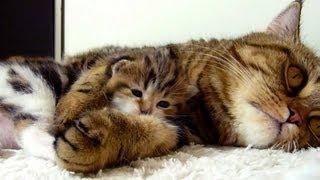 Mom Cat hugs her Cute Kitten Rocky | Mommy, Mommy, Hug Me !