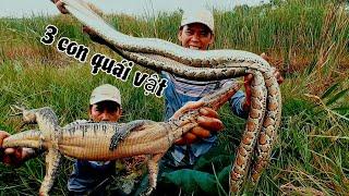 Thu Phục 3 Con QUÁI VẬT Dính dớn Rung Hết Cả Người | Giant python and lizard