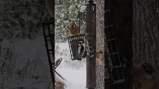 #Winter Wonderland Troy Miller playing Woody #Woodpecker #Birds  #thundersnow #downy #birdfriends