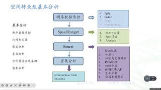 空转第二课，基础分析scanpy 空转第二课，基础分析scanpy