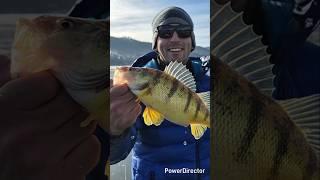 Jumbo Mountain Perch 14 Inch on Jaw Jacker #icefishing #jumboperch