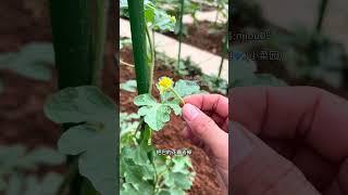 西瓜如何授粉？授粉在什么时间#种植小技巧
