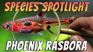 Phoenix Rasbora (Boraras Merah) Rare Aquarium Rasbora Fish Species Profile & Care Guide