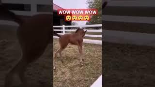 wow #wow #wow #very #beautiful #horse #baby #foryou