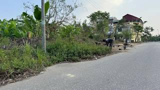 CLEANING UP overgrown sidewalks is really worth the EFFORT Beautiful transformation