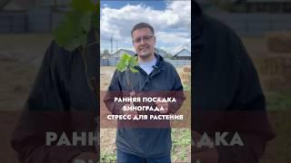 Ранняя посадка винограда - стресс для растения #дача #сад #садоводничество #виноградульяновска