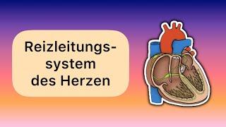 Das Reizleitungssystem des Herzen